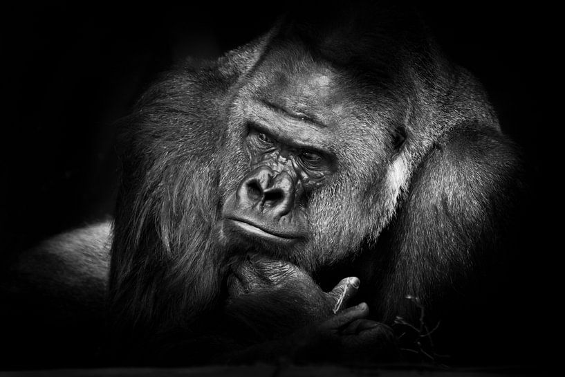 Een staal sterke mannelijke gorilla stortte op vakantie in met een peinzende geinteresseerde blik, k van Michael Semenov