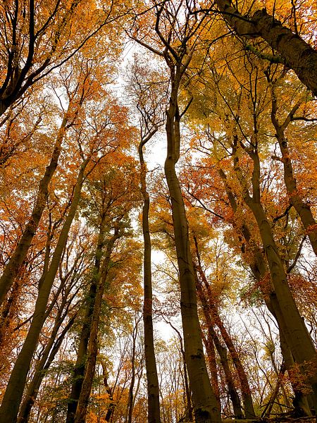 Herbstfarben in Elstwout von Apple Brenner