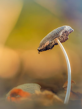 Paddenstoel in het avondlicht van de herfst