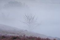 Boompje in de mist van Elroy Spelbos Fotografie thumbnail