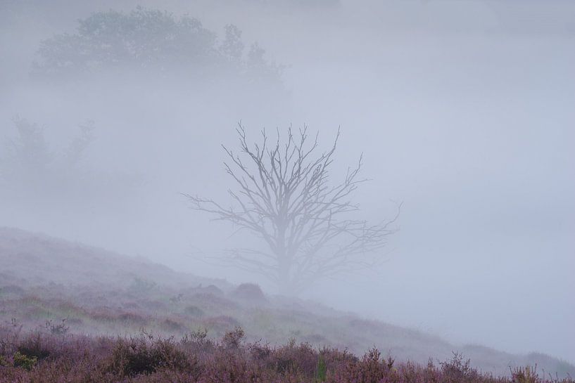 Boompje in de mist van Elroy Spelbos Fotografie