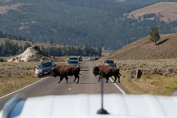 De musketeers in Yellowstone van Heather Poppeliers