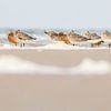 Uferschnepfe's am Strand von Anja Brouwer Fotografie