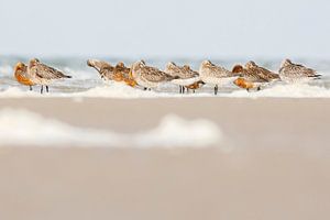 Black-tailed godwit's on the beach