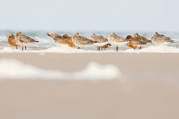Uferschnepfe's am Strand von Anja Brouwer Fotografie