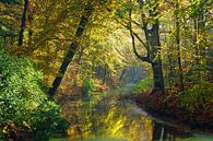 L'automne dans la forêt par Michel van Kooten Aperçu