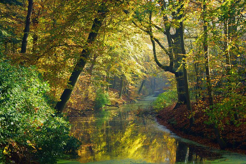 L'automne dans la forêt par Michel van Kooten