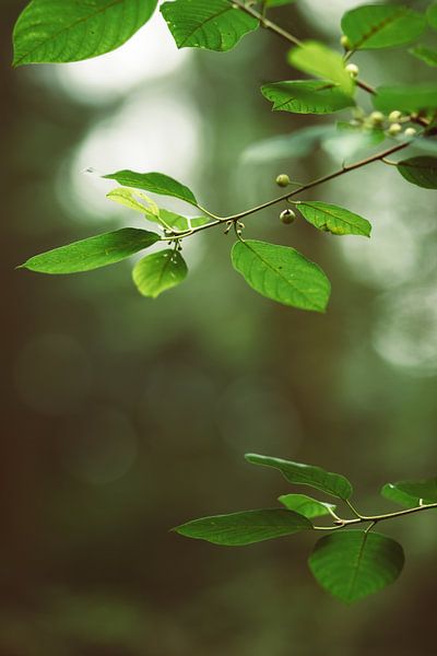 Groene bladeren van Veri Gutte