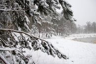 Met sneeuw bedekte tak in de winter van Marco Leeggangers thumbnail
