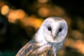 barn owl by Christophe Van walleghem