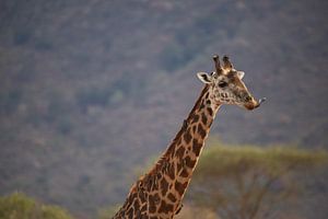 Giraffe portrait, mit Zunge, Afrika Kenia