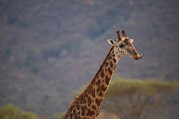 Giraffe portret, met tong, Afrika Kenia van Fotos by Jan Wehnert