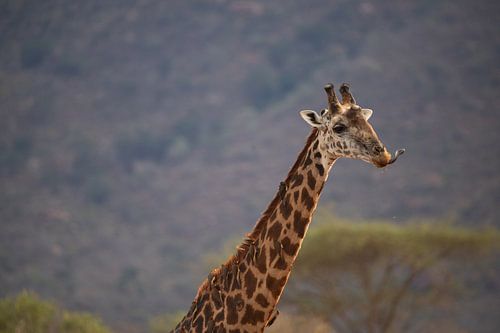 Giraffe portret, met tong, Afrika Kenia