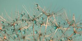 Abstract panorama van druppeltjes rusten op gouden pluisjes van Marjolijn van den Berg