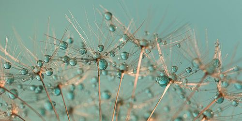 Abstract panorama of droplets resting on golden fluff