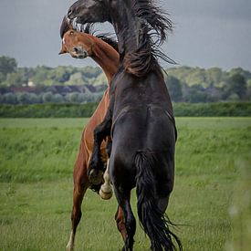 Horses frolicking by Jaap Terpstra