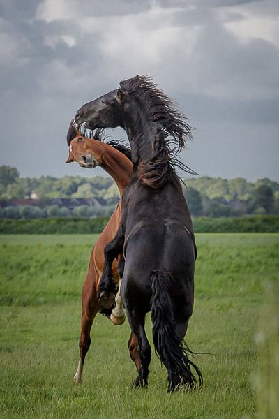 Horses frolicking by Jaap Terpstra