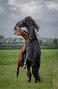 Horses frolicking by Jaap Terpstra thumbnail
