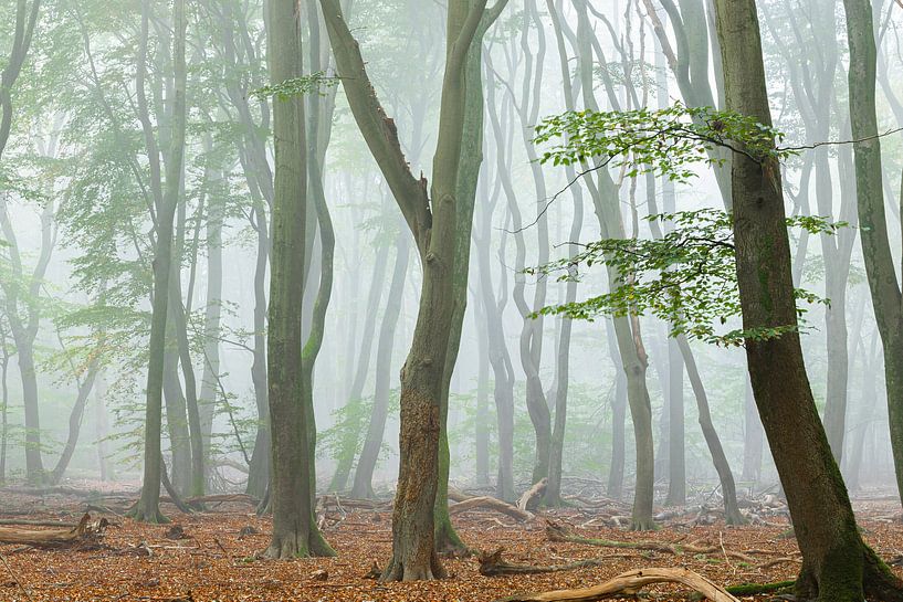 matin brumeux dans la forêt par jeffrey jacobs