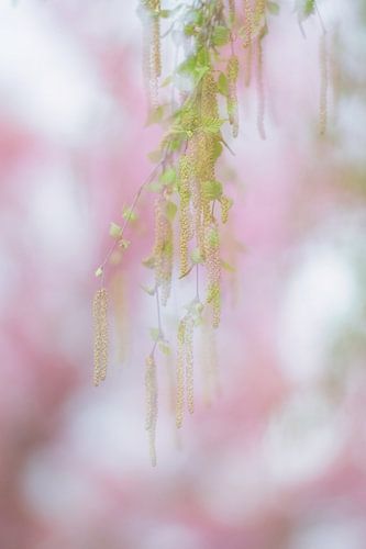  Dreams of a beautiful spring.