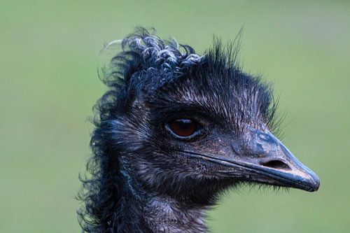 Portret van een struisvogel van MvdW Media / Manon van de Wiel