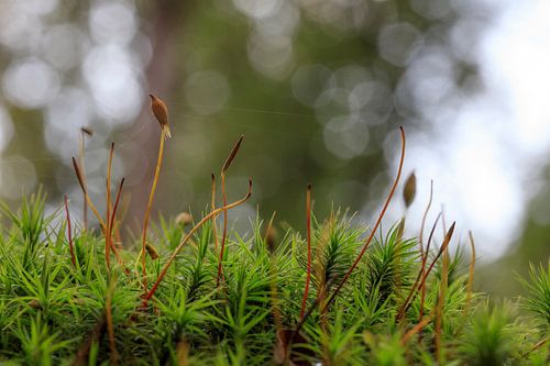 Close-up nature