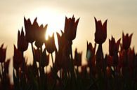 Orange Tulpen an einem schönen sonnigen Tag von Jeffry Clemens Miniaturansicht