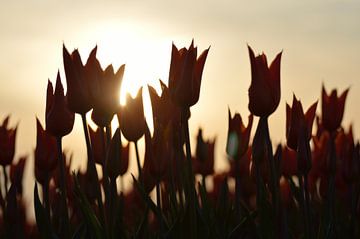 Oranje tulpen op een mooie zonnige dag van Jeffry Clemens