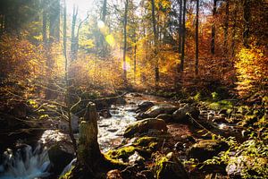 de kracht van de herfst1 van Tim Lee Williams