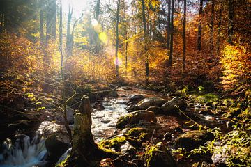 de kracht van de herfst1 van Tim Lee Williams