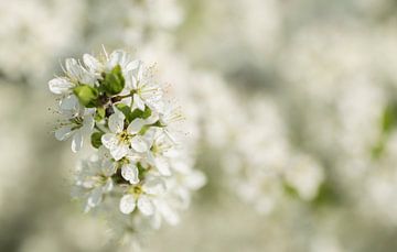 Witte lente bloesems van Priscilla Lecomte