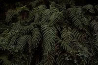 MYSTIC FERN LANDSCAPE