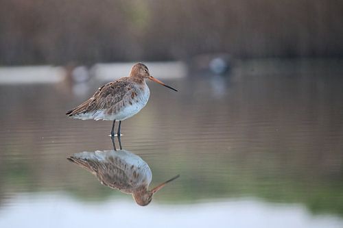 Grutto staand in het water