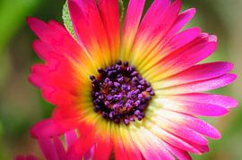 Macro of Spanish daisy in pink with yellow