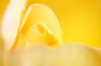 A yellow game