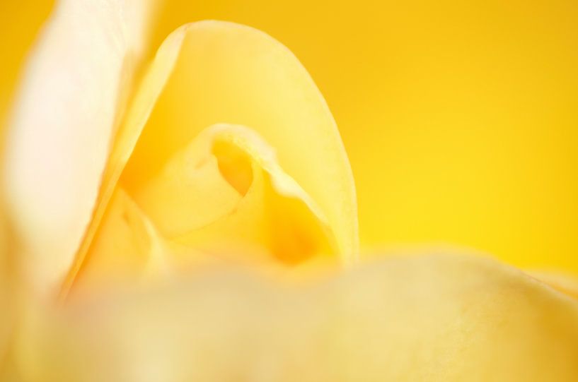 A yellow game by Anjo Schuite