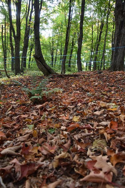A maple forest in autumn by Claude Laprise