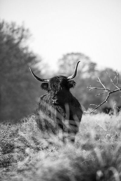 Highlander cow in the White Bog by Ratna Bosch