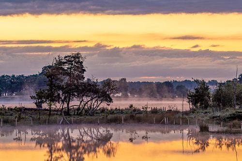the golden landscape