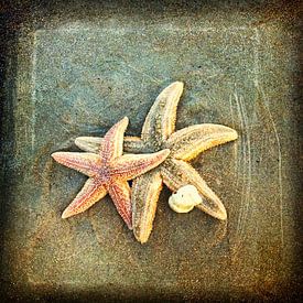 Seastar at the beach von Toekie -Art