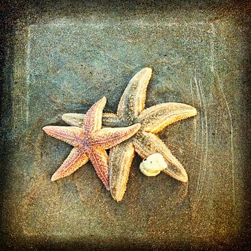 Zeesterren op het strand van Toekie -Art