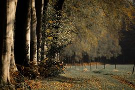 un sentier forestier en automne sur Roy De vries