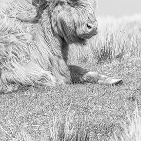 Scottish Highlander by Teuni's Dreams of Reality