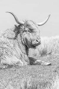 Schottischer Highlander