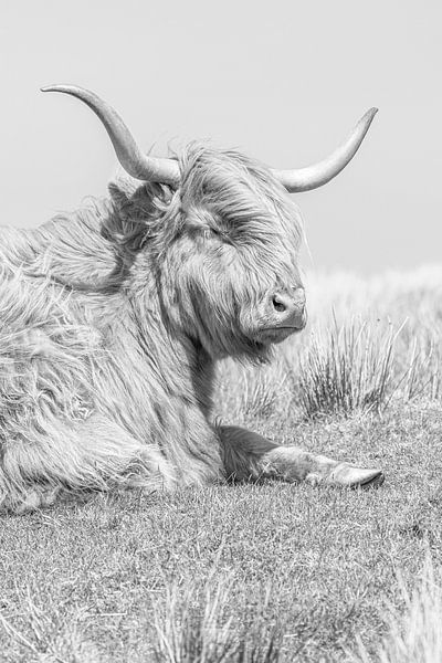 Scottish Highlander by Teuni's Dreams of Reality