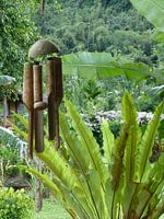 Lush tropical garden
