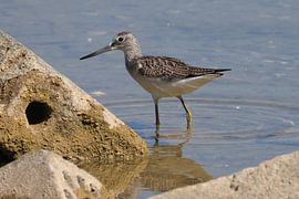 Greenshank sur Henk Kip