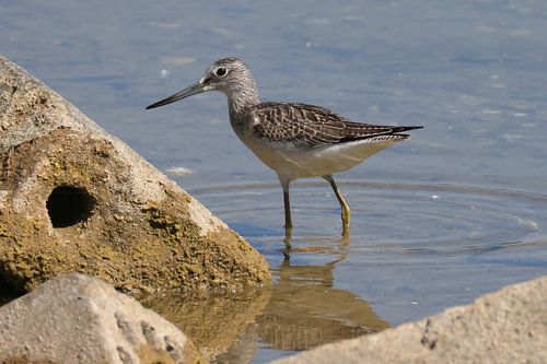 Groenpootruiter van Henk Kip