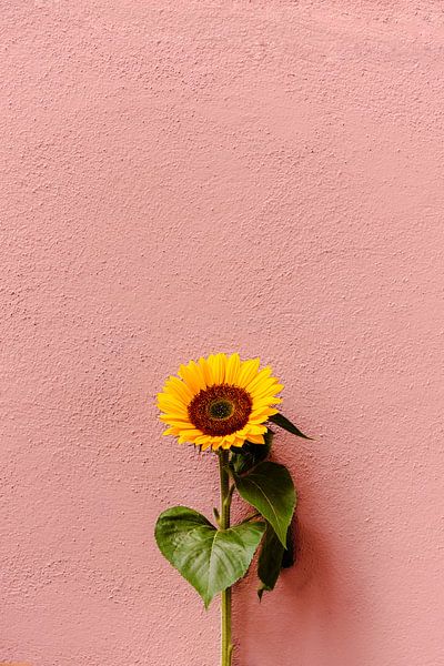 Sunflower by HelloHappylife