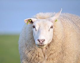 Sheep by Tina van der Veen